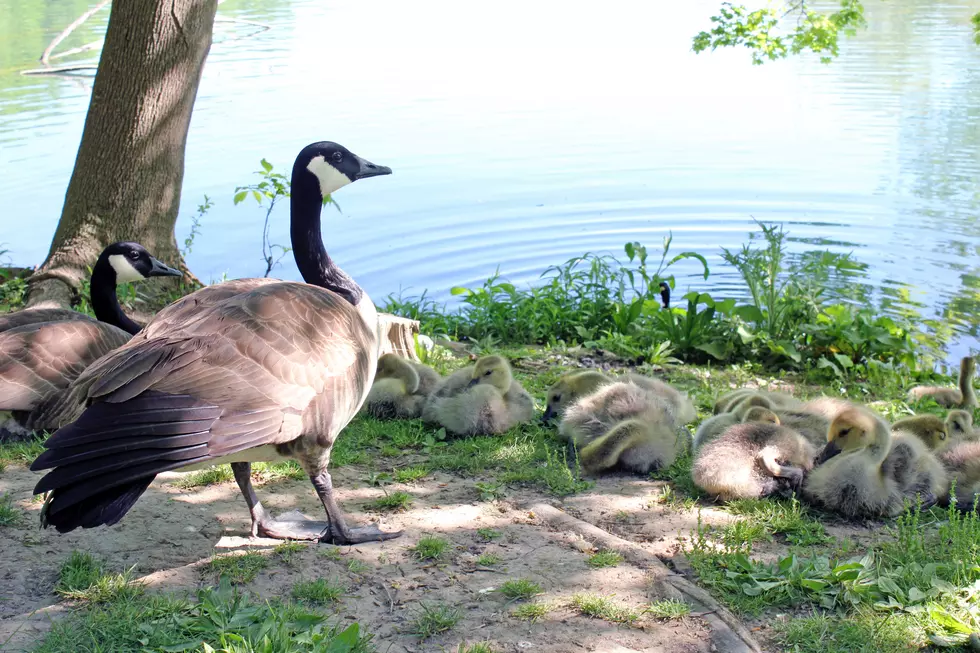 SLOW DOWN- Goslings Are Out And They Do Not Look Both Ways