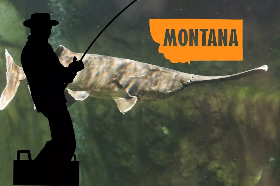 New Montana Paddlefish Rules: What Anglers Must Know
