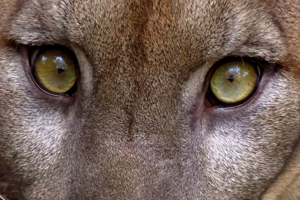 Montana Officials Report Increase in Illegally Killed Mountain Lions
